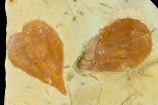 Two Fossil Mulberry (Morus) Leaves - Montana #143777