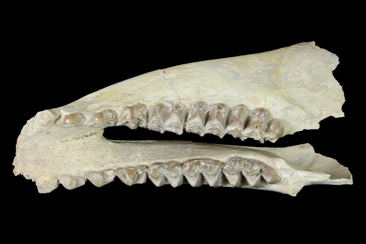 OREODONT JAW and TEETH fossil