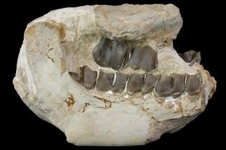 Fossil Running Rhino (Hyracodon) Jaws - South Dakota #143934