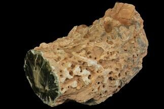 Long Triassic Petrified Wood (Woodworthia) Log - Zimbabwe #143935