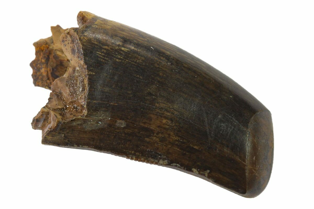 nanotyrannus tooth for sale