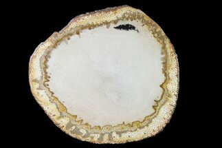 Petrified Palmwood (Palmoxylon) Round - Texas #143980