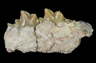 Rare, Fossil Bear Dog (Daphoenus) Jaw Section - South Dakota #143949