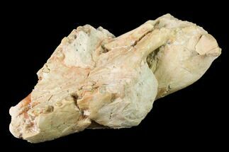 Rare, Fossil Bear Dog (Daphoenus) Skull Section - South Dakota #143966