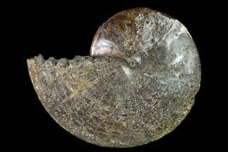 Large, Fossil Ammonite (Sphenodiscus) - South Dakota #143837