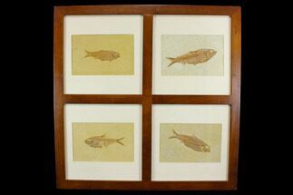 Framed Display With Four Fossil Fish - Wyoming #143993