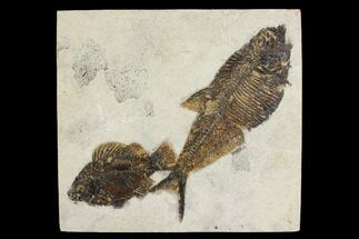 Diplomystus With Cockerellites Fossil Fish - Wyoming #144041