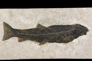Notogoneus Fossil Fish (Scarce Species) - Wyoming #144002