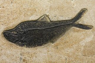 Fossil Fish (Diplomystus) - Green River Formation - Inch Layer #144223