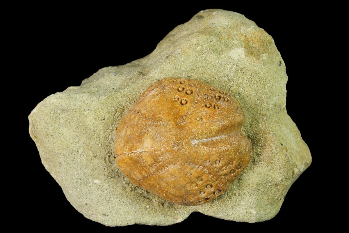 11 Sea Urchin Lovenia Fossil On Sandstone Beaumaris Australia 