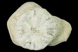 Fossil Sand Dollar (Astrodapsis) on Sandstone - California #144526
