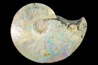 Highly Iridescent Fossil Ammonite (Sphenodiscus) - South Dakota #144816