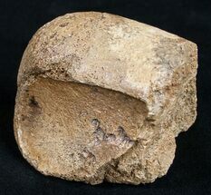 Partial Hadrosaur Toe Bone #9973