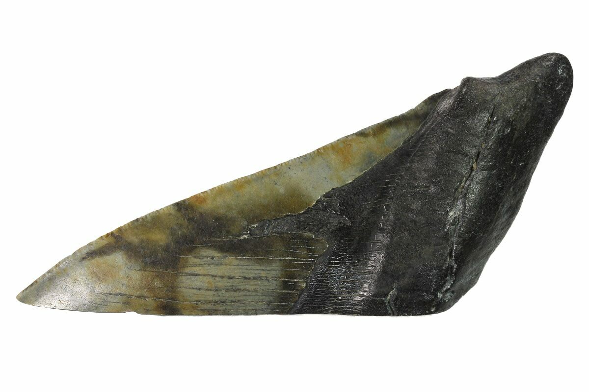 Were dinosaurs real image