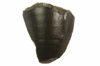 Serrated, Fossil Phytosaur Tooth Tip - Arizona #145001
