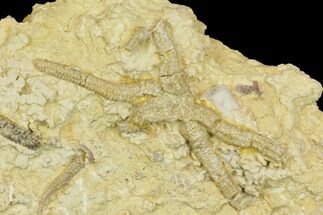 Rare, Ordovician Starfish (Urasterella) Fossils - Oklahoma #145039