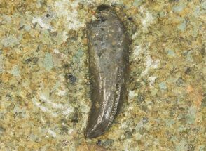 Rooted, Fossil Raptor (Saurornitholestes?) Tooth - Montana #145013