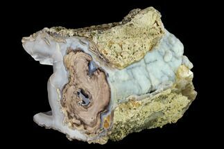 Blue Forest Petrified Wood Section - Lots Of Blue Botryoidal Agate! #145300