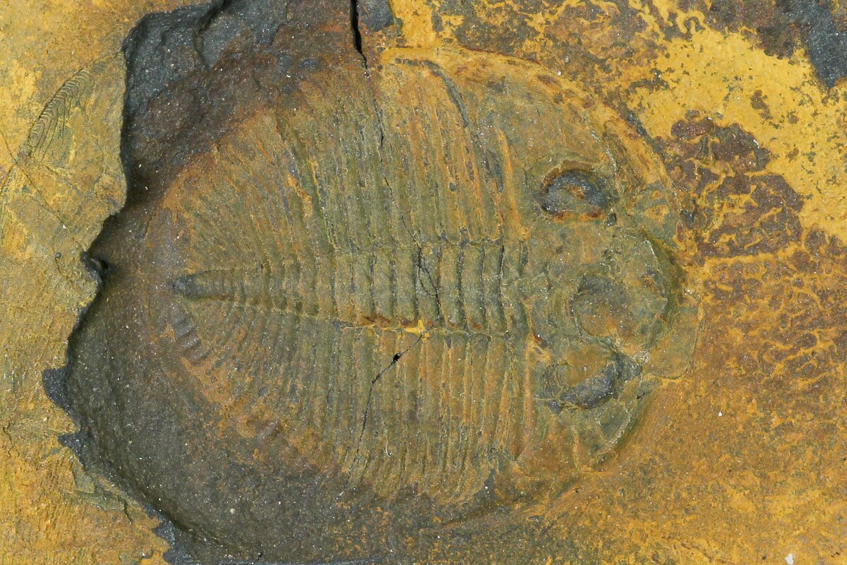 british fossils for sale