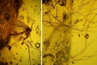 Mammalian Hair and Fly Preserved in Baltic Amber - Rare! #145395