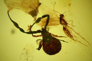 mm Fossil Pseudoscorpion (Arachnida) Preserved In Baltic Amber #145472