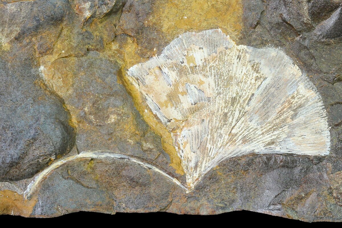 dakota fossil