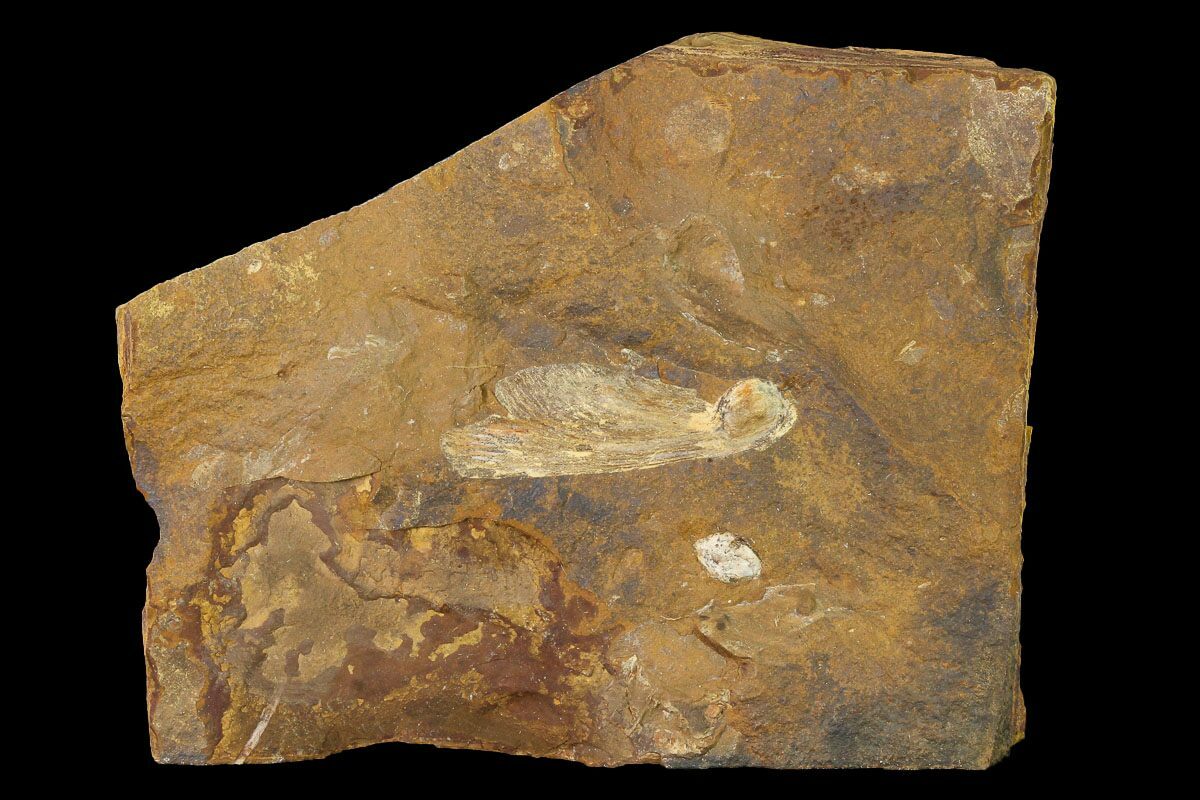 1.1" Paleocene Winged Maple Seed (Acer) Fossil North Dakota (145329) For Sale