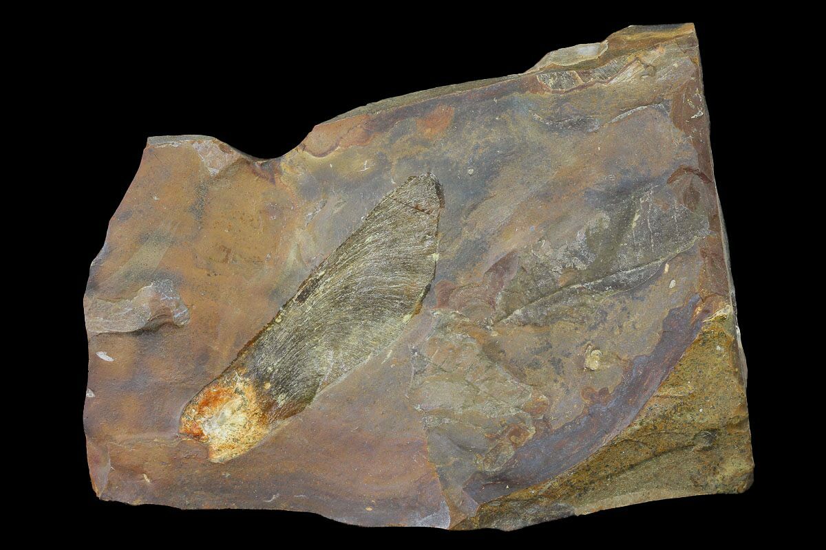 2.2" Paleocene Winged Maple Seed (Acer) Fossil North Dakota For Sale (145332)