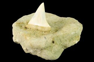Fossil Mako Shark Tooth On Sandstone - Bakersfield, CA #144511