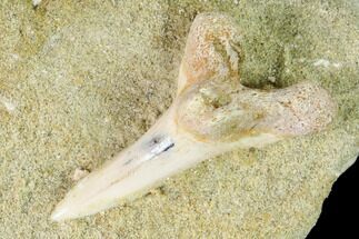 Fossil Mako Shark Tooth On Sandstone - Bakersfield, CA #144466