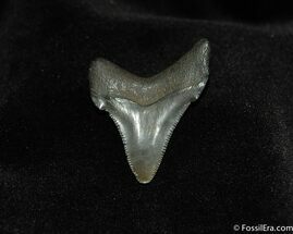 / Fossil Angustiden Shark Tooth #195