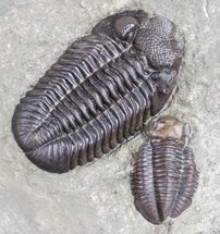 Eldredgeops Trilobite - Centerfield Limestone #10103