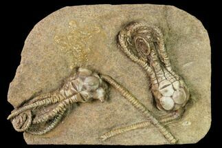 Plate of Two Jimbacrinus Crinoid Fossils - Australia #146166