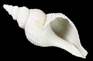 Pliocene Gastropod (Terebraspira) Fossil - Florida #146129