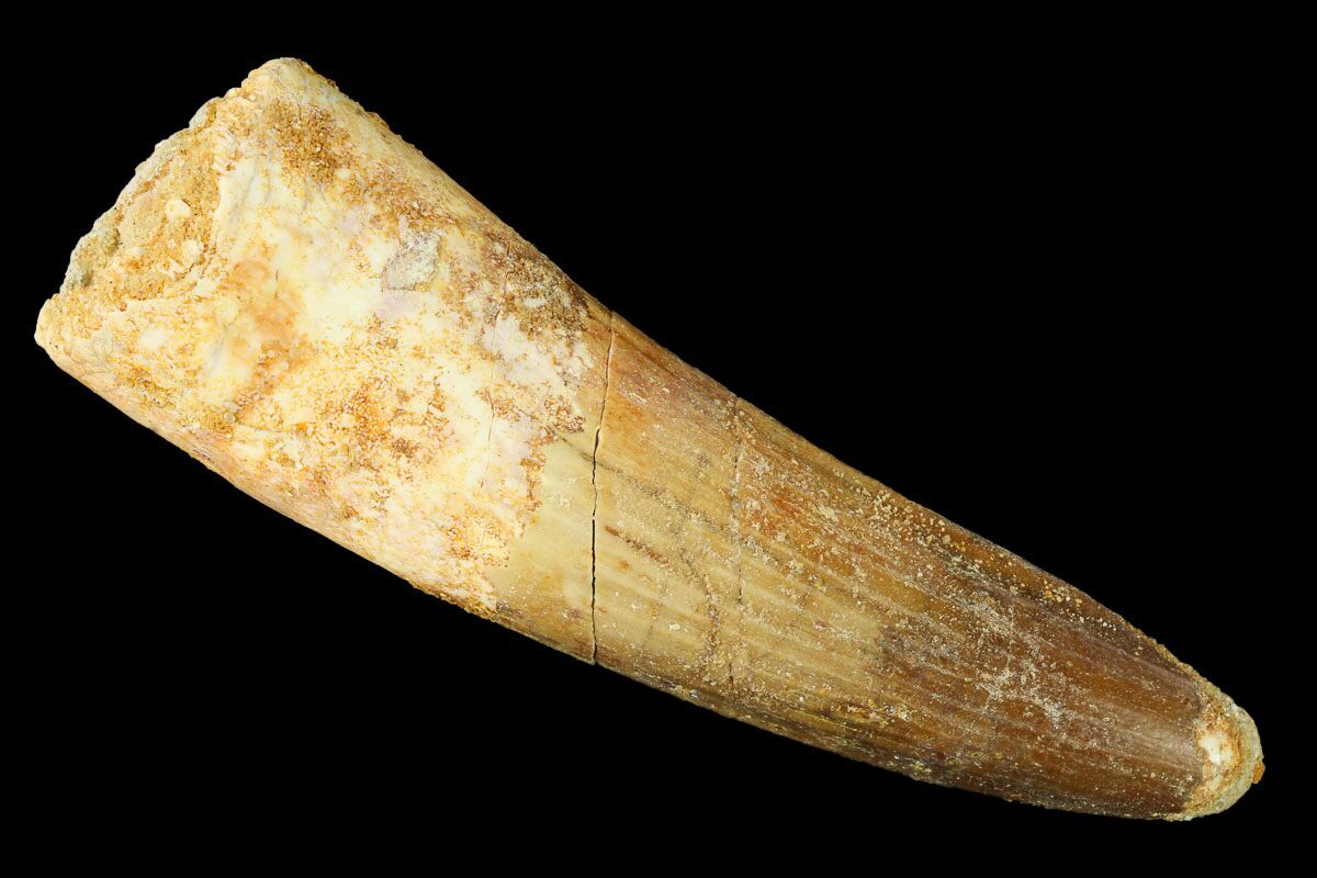 authentic dinosaur tooth