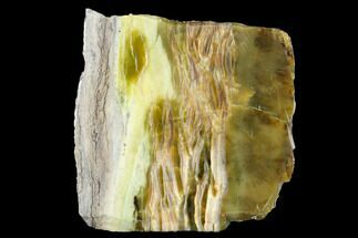 5" Chatoyant, Polished Pietersite Slab - Arizona - Crystal #146440