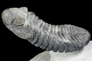 Drotops Trilobite With White Patina - Great Eyes! #146602