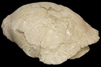 Huge, Fossil Tortoise (Stylemys) - Wyoming #146600