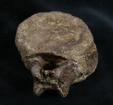 Triceratops Vertebra #1701