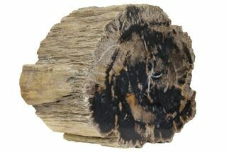 Polished Petrified Wood Log Section - Arizona #147930