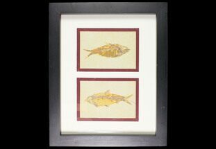 Two Framed Fossil Fish (Knightia) - Wyoming #147193