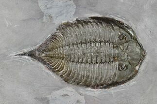 Large, Dalmanites Trilobite Fossil - New York #147298