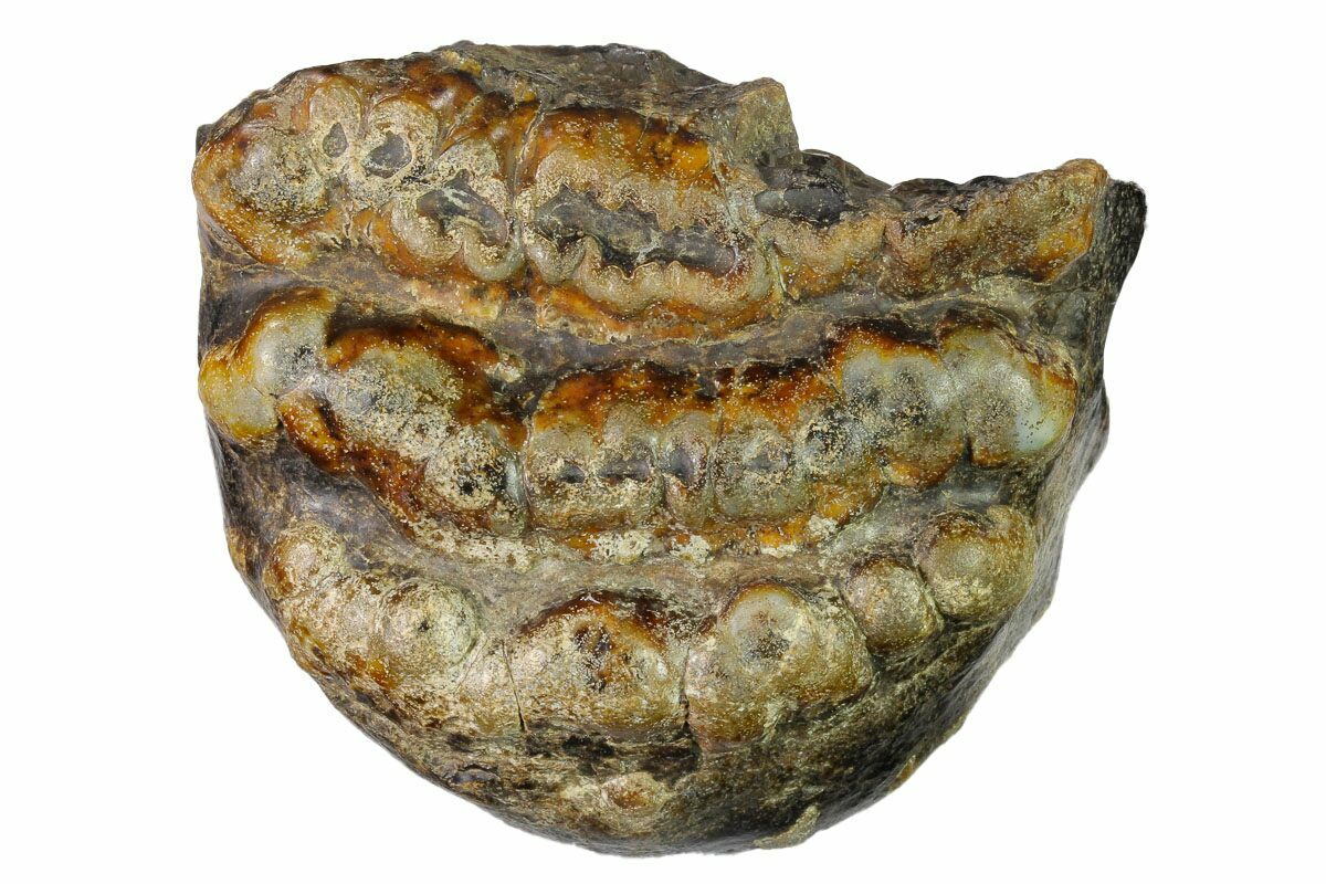 dinosaur molar