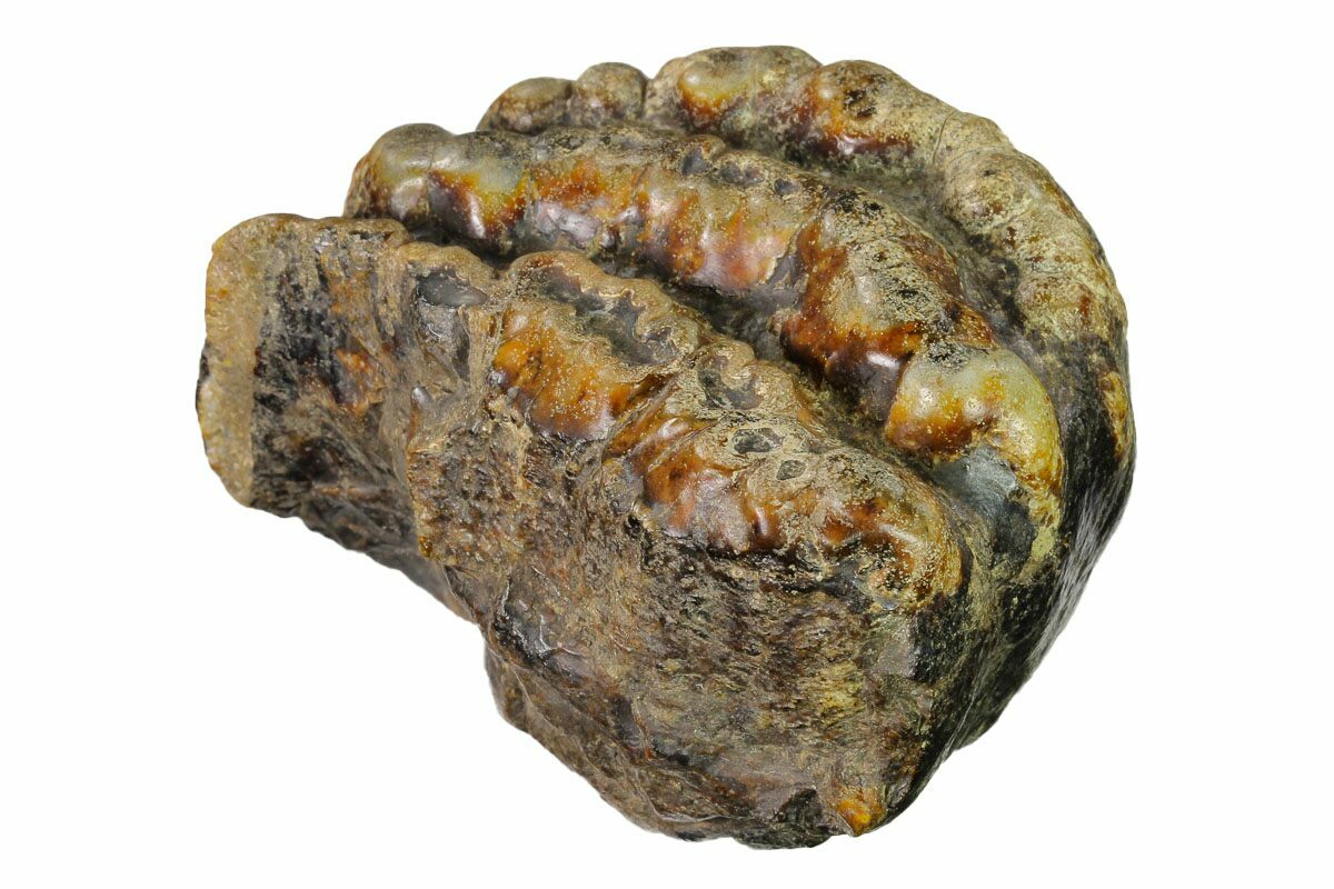 large dinosaur fossil mold