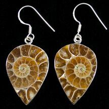 Tear Drop Shaped Ammonite Earrings - Sterling Silver #10183