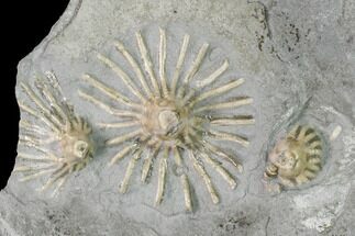 Three Fossil Crinoids (Eretmocrinus tentor) - Gilmore City, Iowa #148689