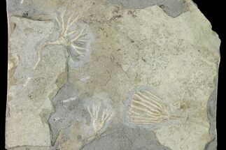 Three Fossil Crinoids (Cercidocrinus & Eretmocrinus) - Iowa #148692