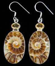Oval Ammonite Earrings - Sterling Silver #10192