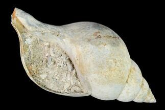 Pliocene Gastropod (Fasciolaria) Fossil - Florida #148579