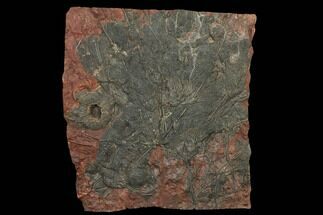 29" Silurian Fossil Crinoid (Scyphocrinites) Plate - Morocco - Fossil #134281